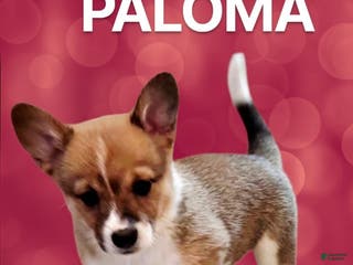 Mixed Breed dogs Paloma - Ad 1