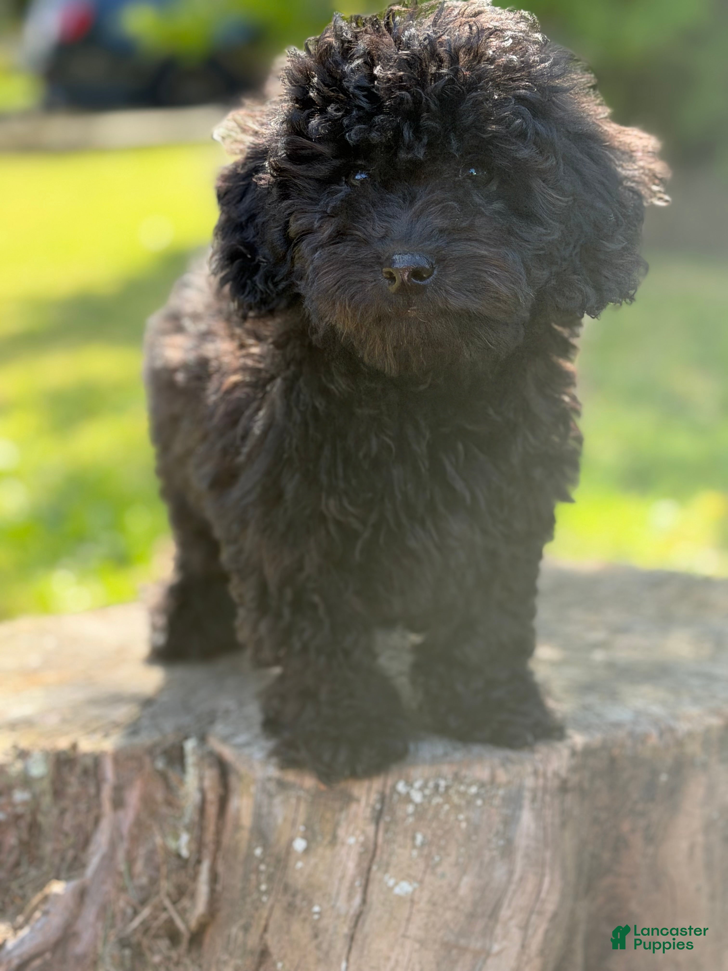 Cockapoo dogs Nora - Ad 1