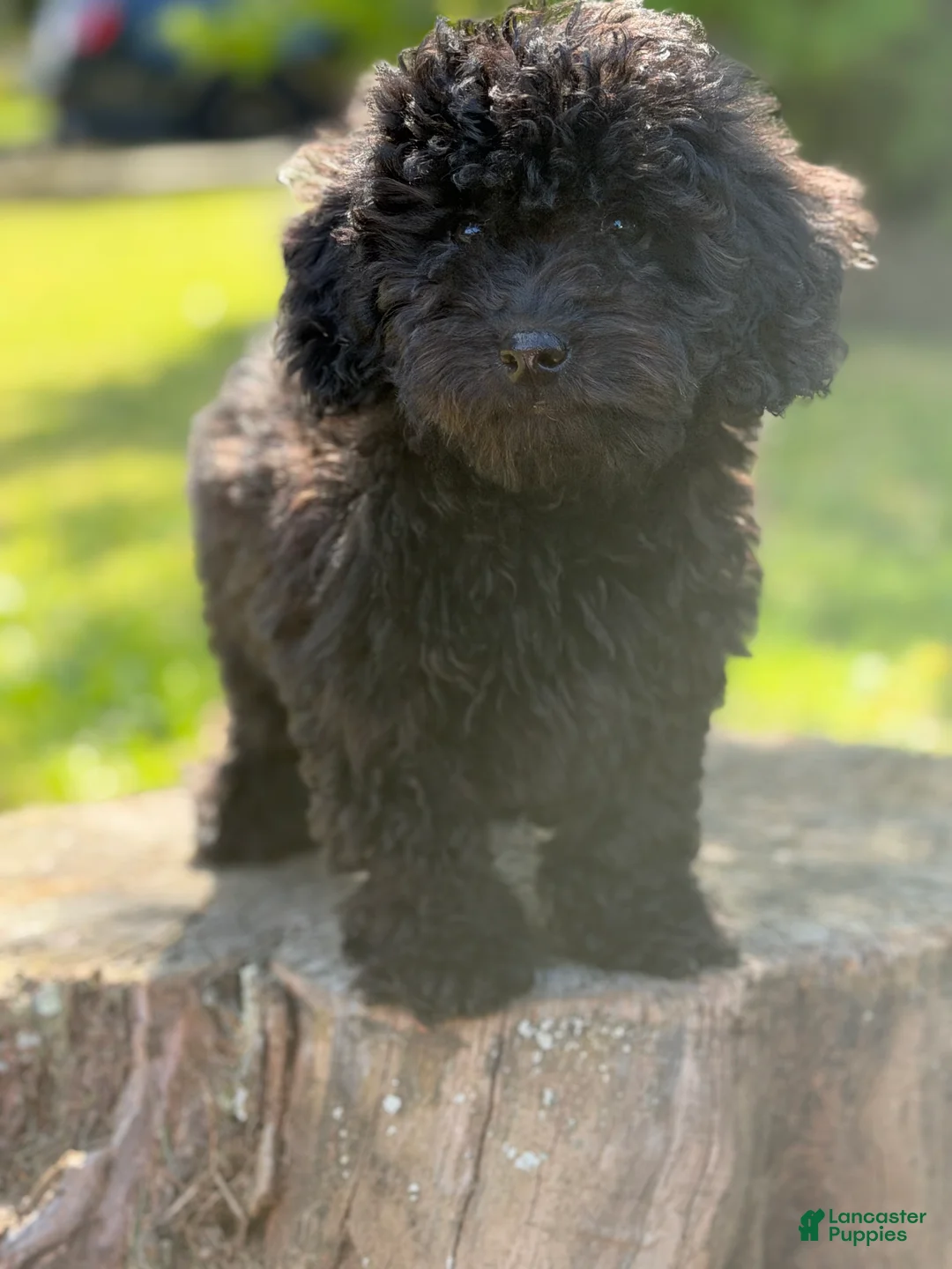Cockapoo dogs for sale: Nora - Ad 1