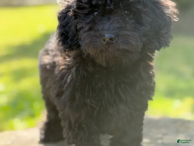 Cockapoo dogs for sale: Nora - Ad 1