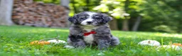 Bernedoodle dogs for sale: Chester - Ad 5