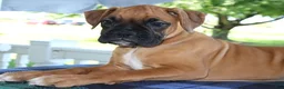 Boxer dogs for sale: Abby- Champ lines - Ad 3