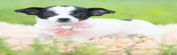 Chihuahua dogs for sale: Diva - Ad 2