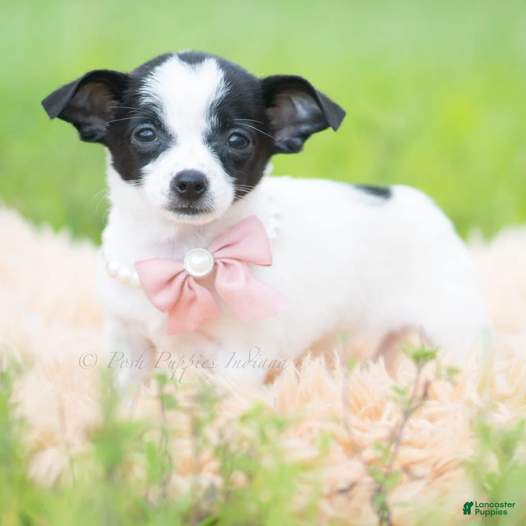 Chihuahua dogs for sale: Diva - Ad 2