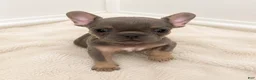French Bulldog dogs for sale: 😍Ivy- Blue AKC French Bulldog Female | Ready Now! - Ad 12
