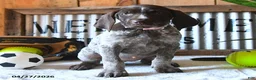 German Shorthaired Pointer dogs for sale: Britney - Ad 3