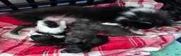 Pomapoo dogs for sale: Pomapoo 2 - Ad 5