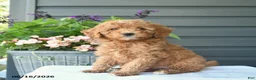 Mini Goldendoodle dogs for sale: Biscuit  - Ad 2
