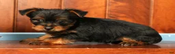 Yorkshire Terrier dogs for sale: Mitch - Ad 8