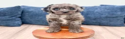 Miniature Poodle dogs for sale: Griffin - Ad 3