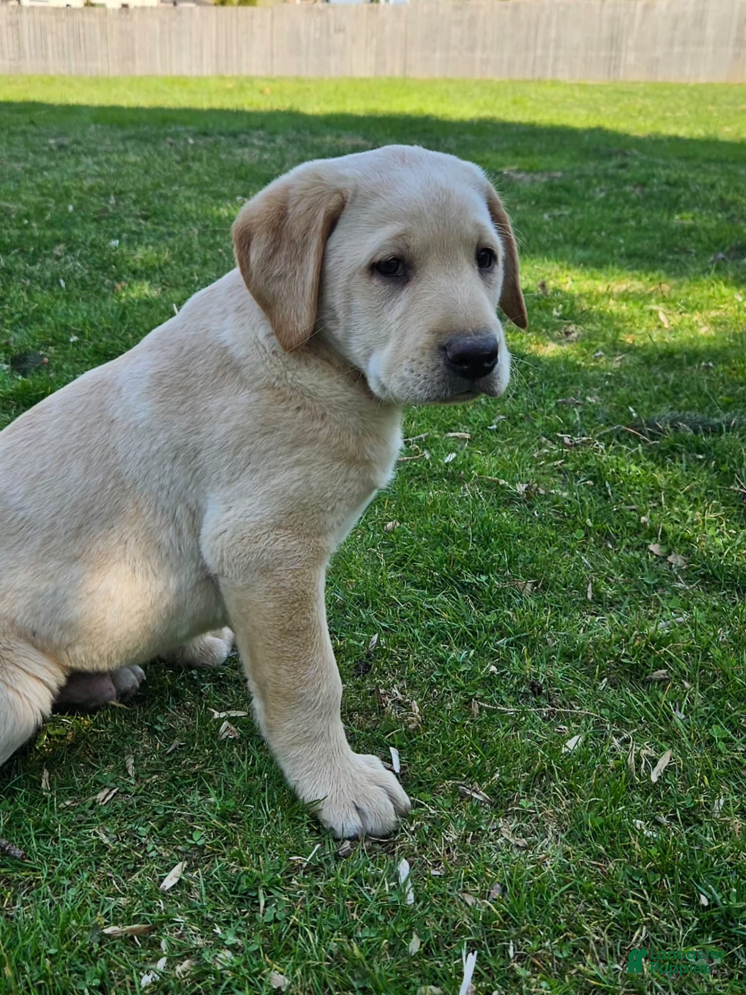 Labrador Retriever dogs for sale: King - Ad 3