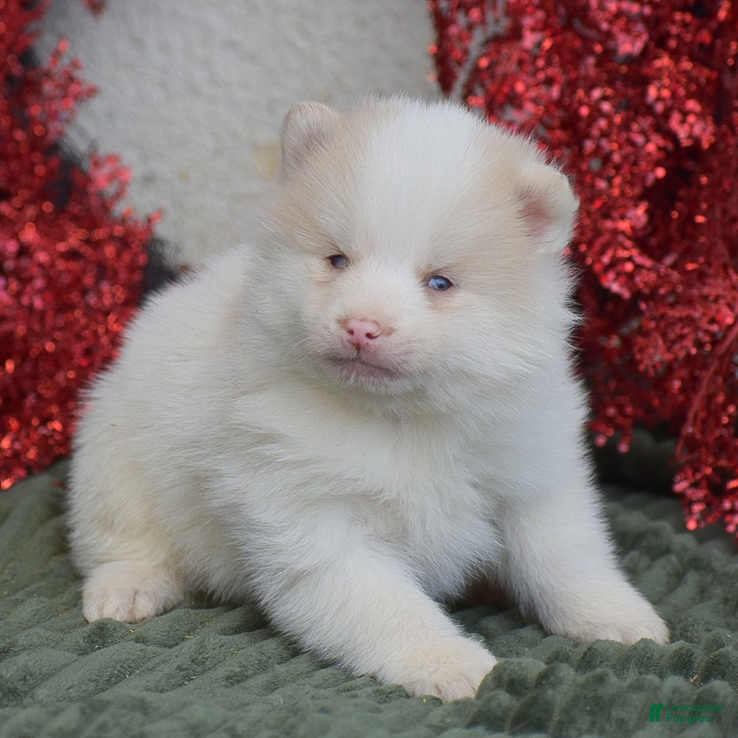 Pomsky dogs Beauty  - Ad 25