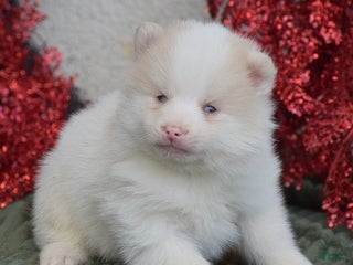 Pomsky dogs Beauty - Ad 25