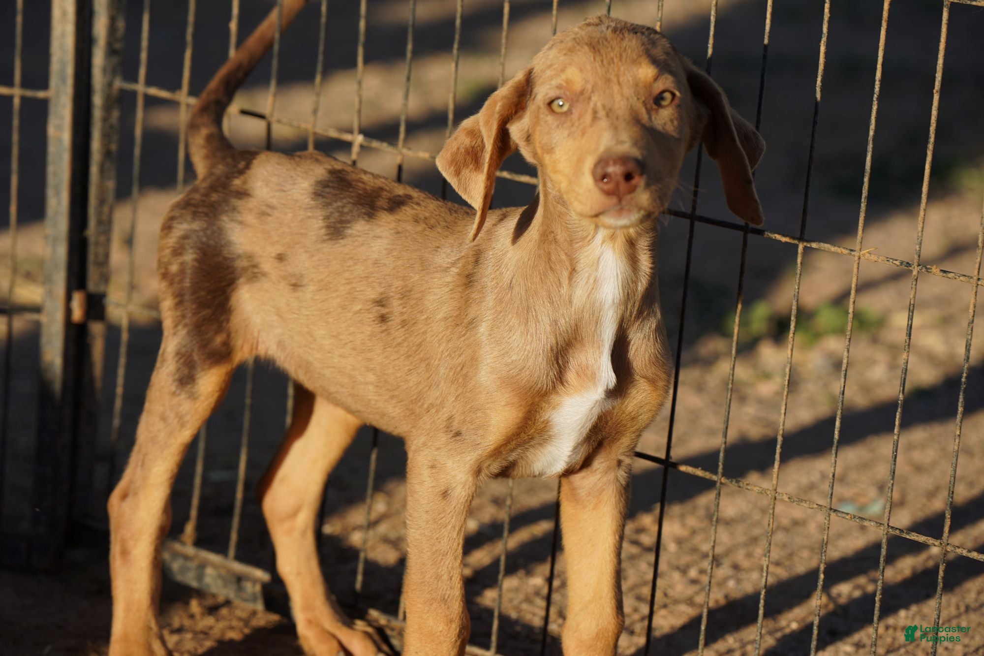 Mixed Breed dogs POL Lilac Fawn Merle F RT - Ad 19