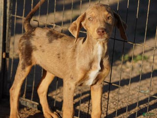 Mixed Breed dogs POL Lilac Fawn Merle F RT - Ad 2