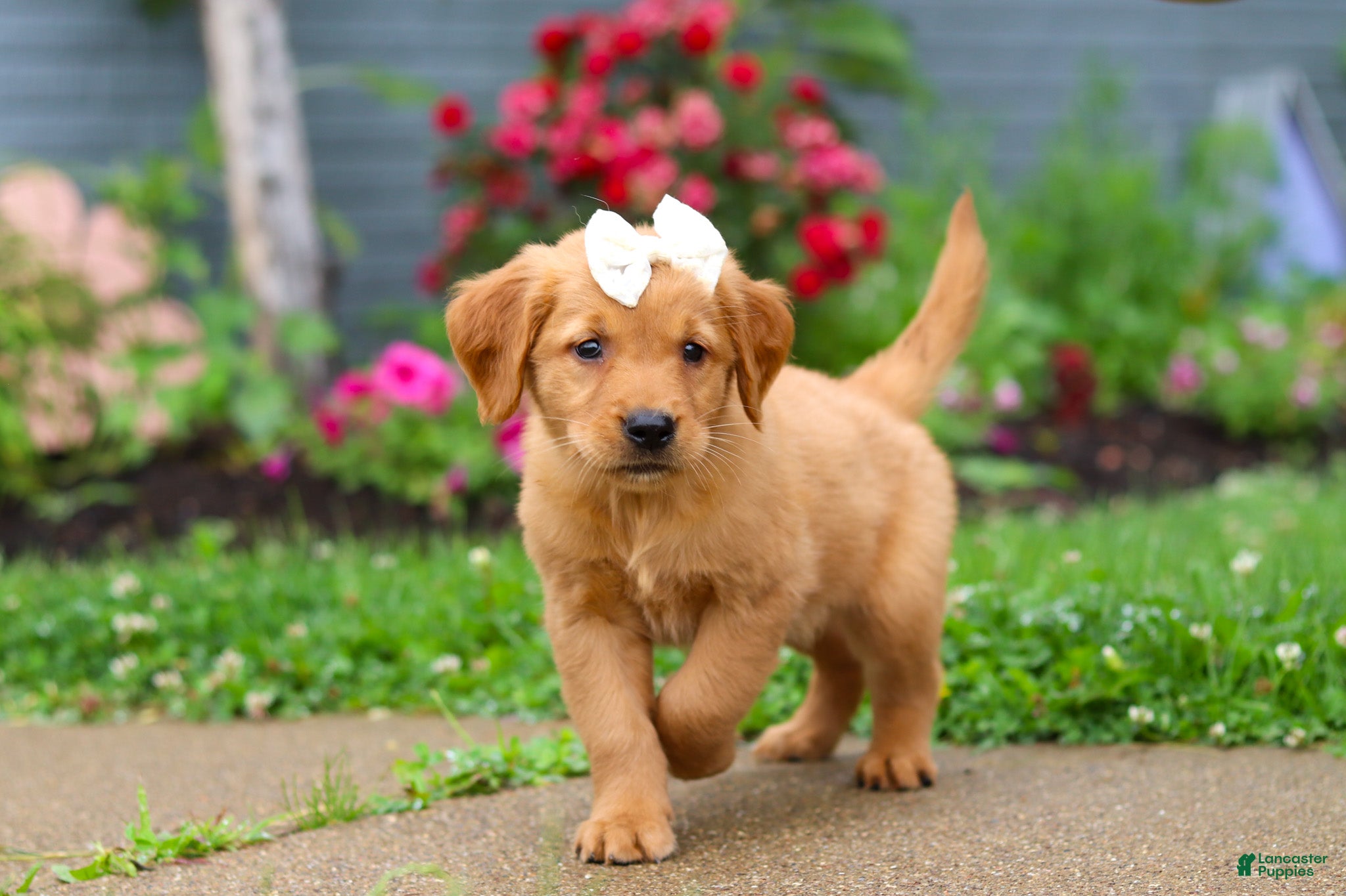 Golden Retriever dogs Beauty - Ad 1