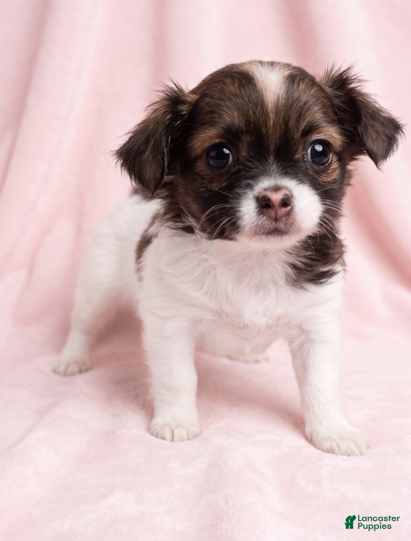 Mixed Breed dogs Honey - Ad 2