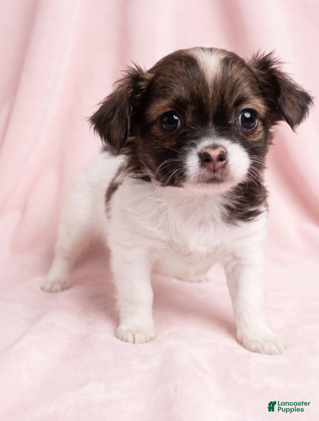 Mixed Breed dogs for sale: Honey - Ad 2