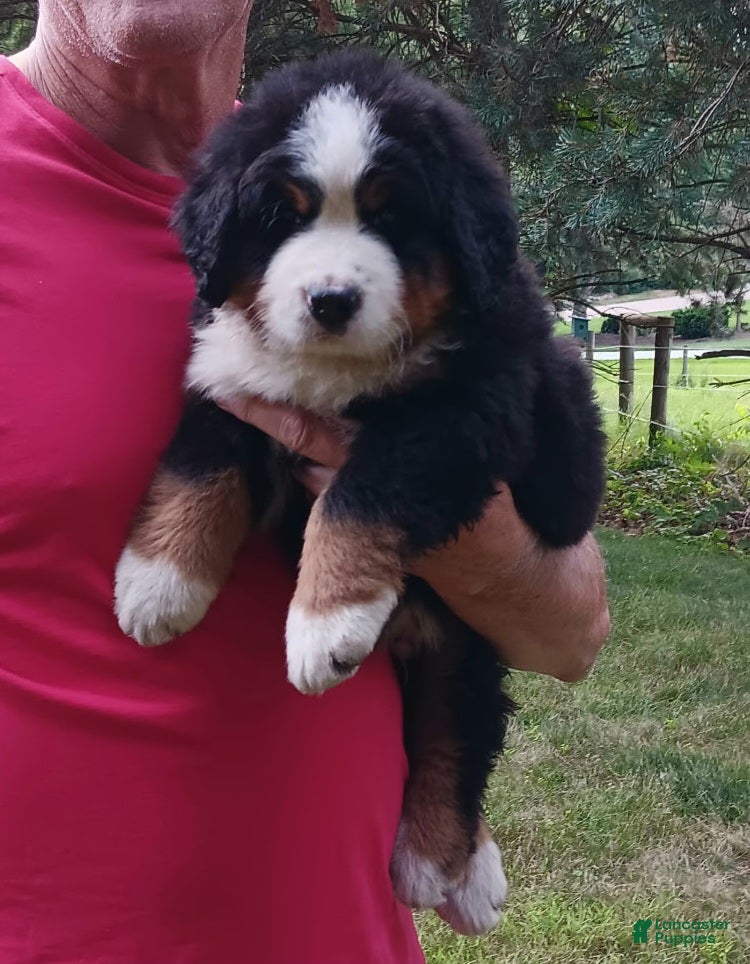 Bernese Mountain Dog dogs Hunter - male - Yellow Collar - Ad 2