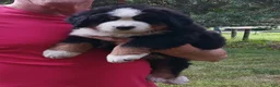 Bernese Mountain Dog dogs for sale: Hunter - male - Yellow Collar - Ad 2