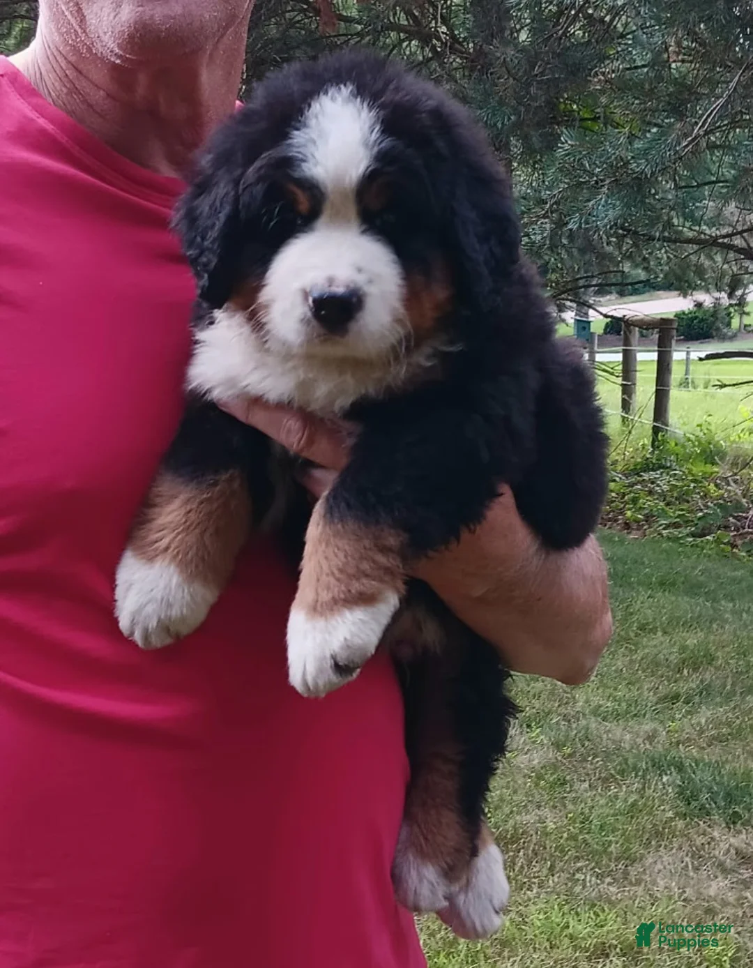 Bernese Mountain Dog dogs for sale: Hunter - male - Yellow Collar - Ad 2