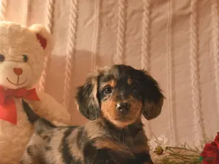 Miniature Dachshund dogs Jasper - Ad 22