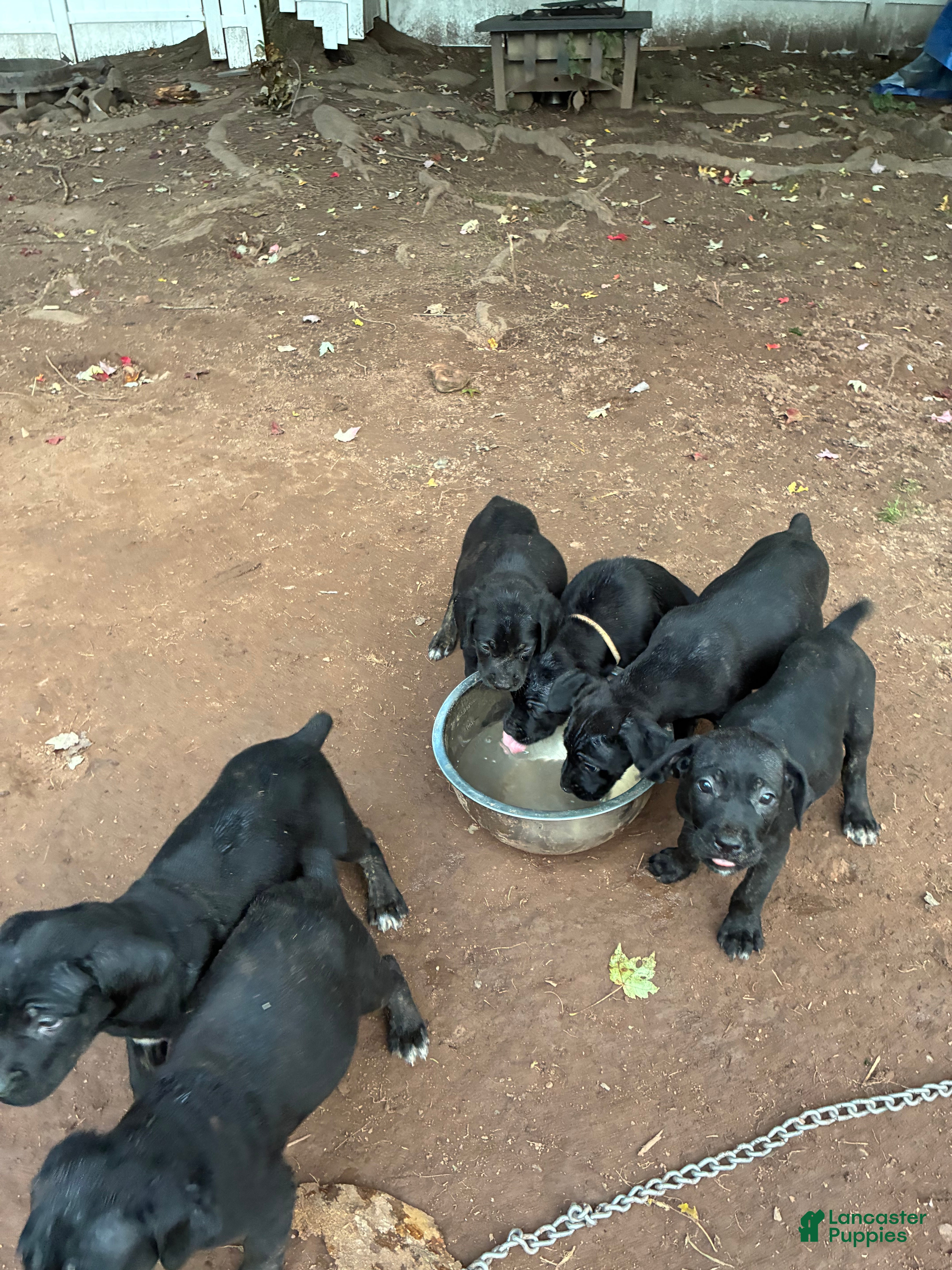 Cane Corso dogs Cane Corso 4 - Ad 1