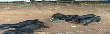 Cane Corso 4