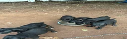 Cane Corso dogs for sale: Cane Corso 4 - Ad 1