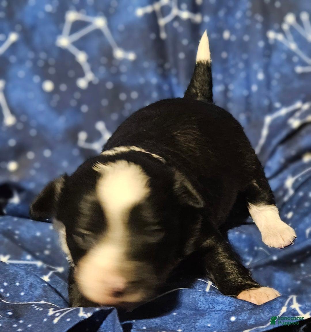 Chihuahua dogs for sale: Kumba - Ad 6