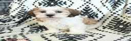 Teddy Bear dogs for sale: Ritchy - Ad 3