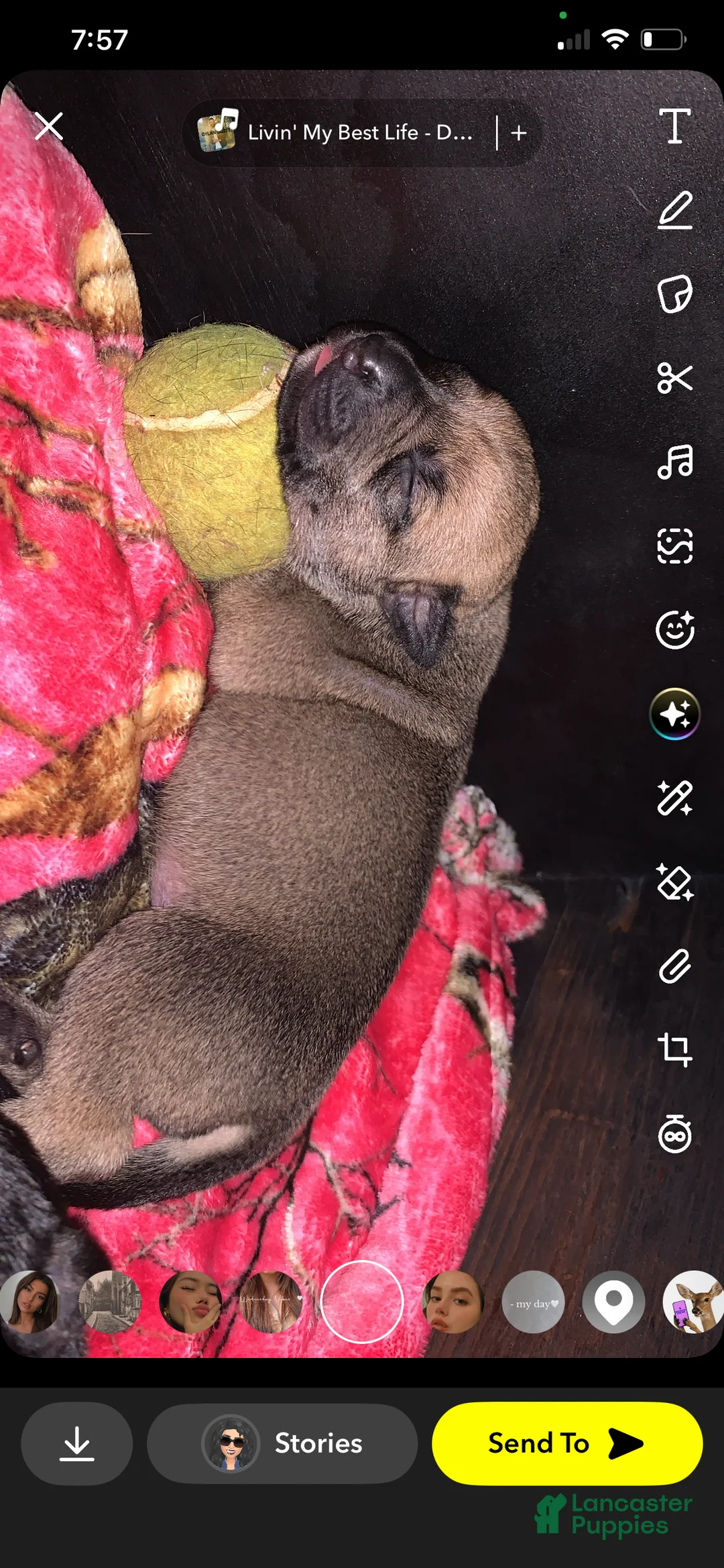 Mixed Breed dogs for sale: Mixed Breed Puppy 8 pink - Ad 2