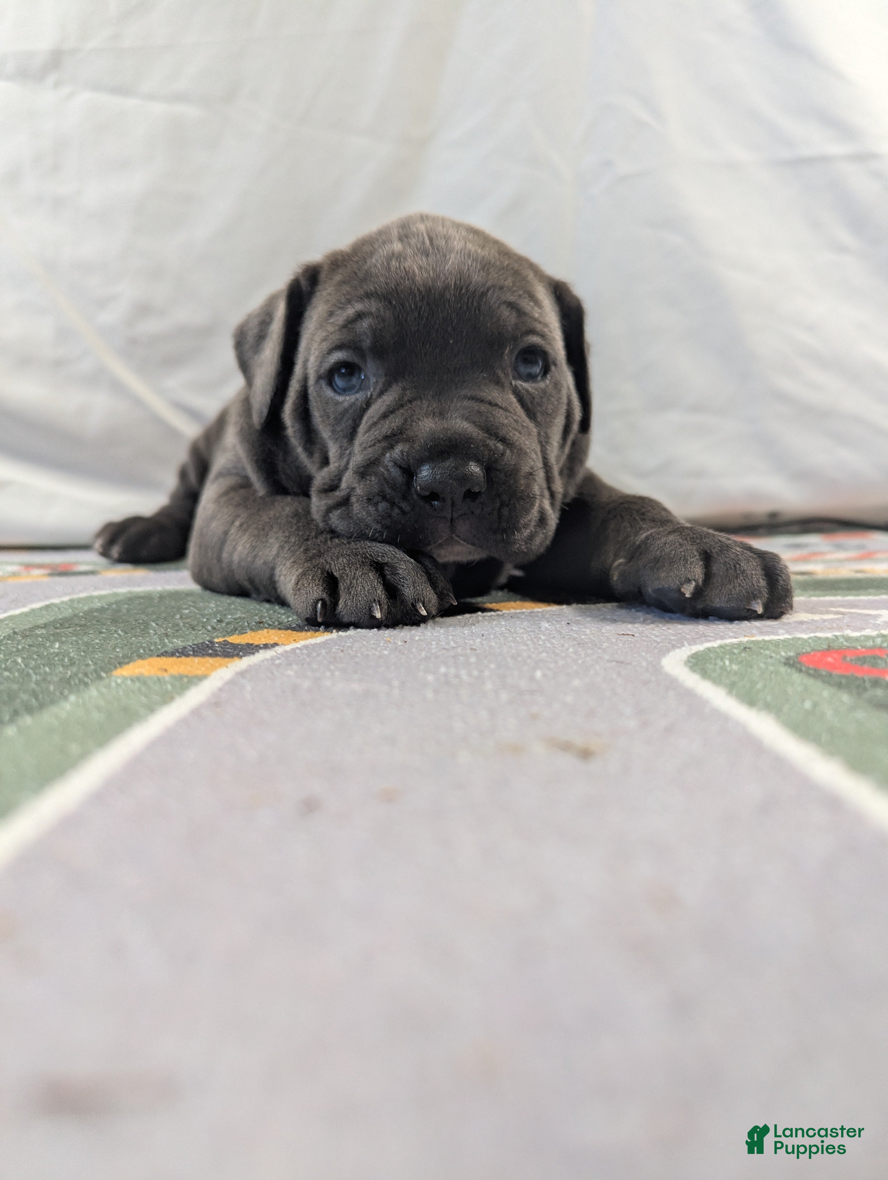 Cane Corso dogs for sale: Neptune  - Ad 1