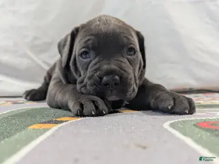 Cane Corso dogs for sale: Neptune - Ad 4