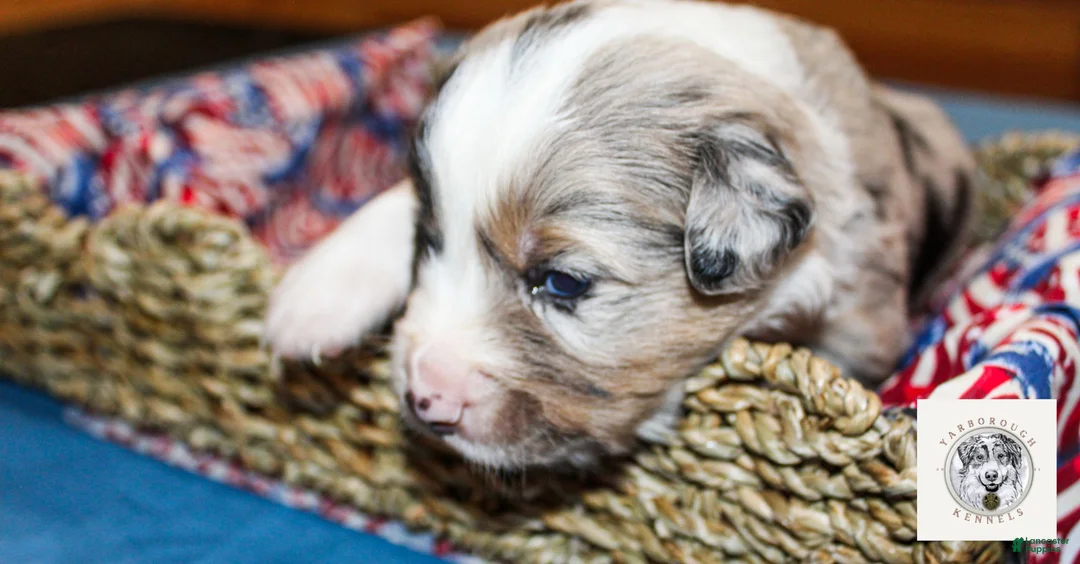 Miniature Australian Shepherd dogs for sale: Lewis *Reserved* - Ad 2
