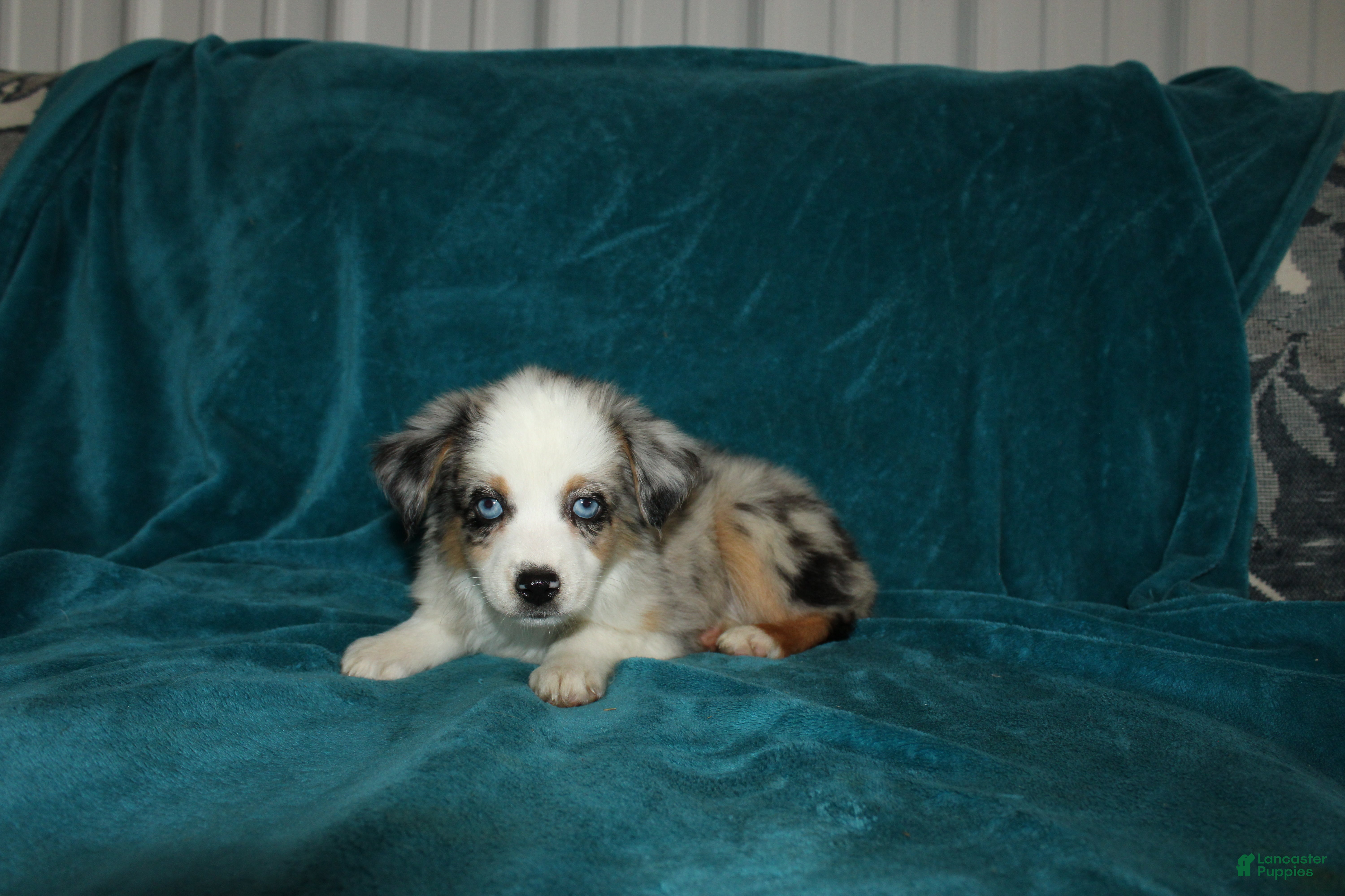 Miniature Australian Shepherd dogs for sale: Pansy - Ad 7