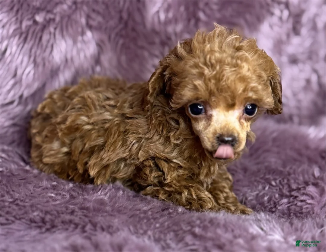 Toy Poodle dogs for sale: Toy Poodle Puppy 2 - Ad 2