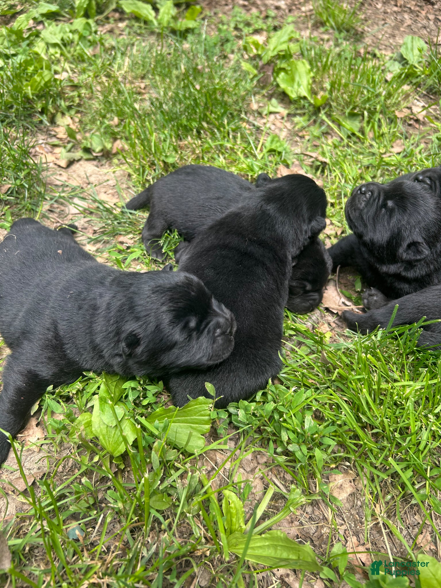 Chow Chow dogs for sale: Chow Chow Puppy 1 - Ad 4