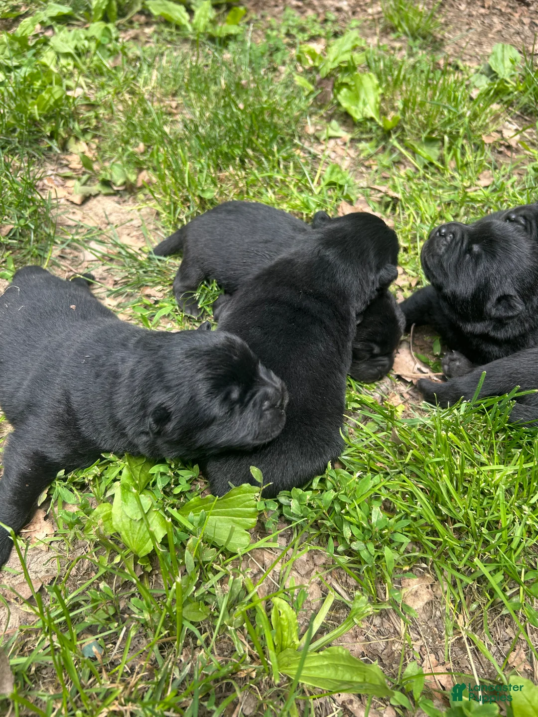 Chow Chow dogs for sale: #1 Ready for his new home 07/21/2026 new video too - Ad 1