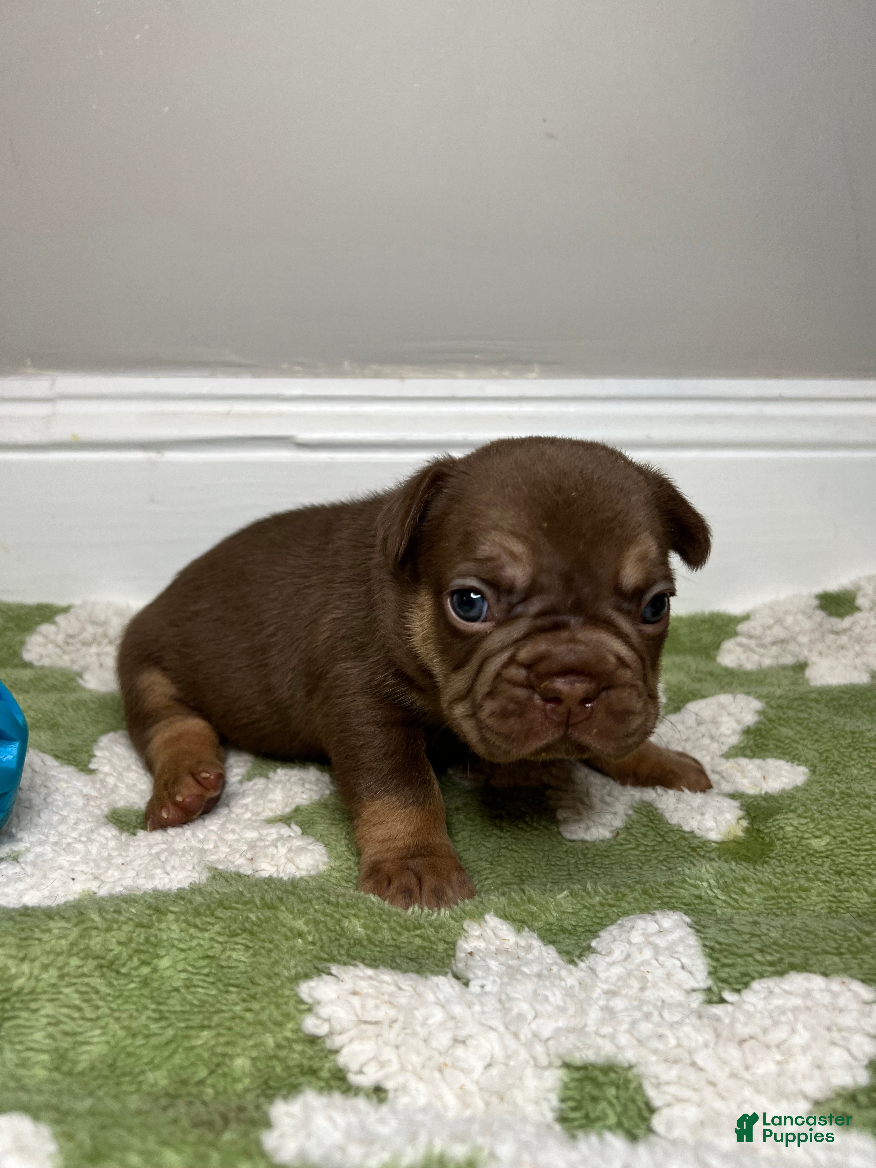 French Bulldog dogs Cinnamon - Ad 18