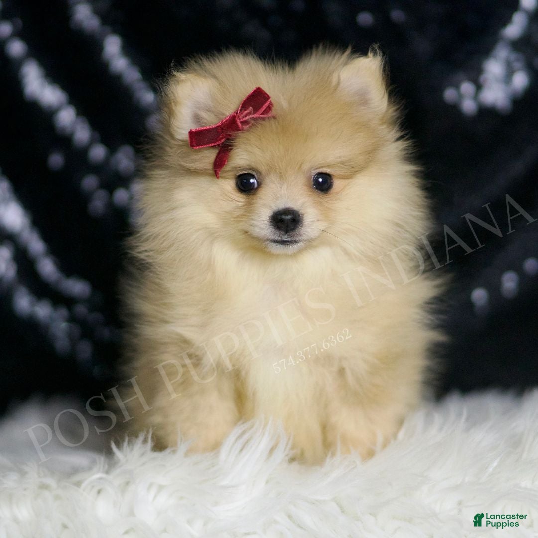 Pomeranian dogs Cremella - Ad 1