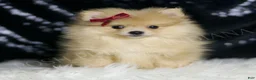Pomeranian dogs for sale: Cremella - Ad 1