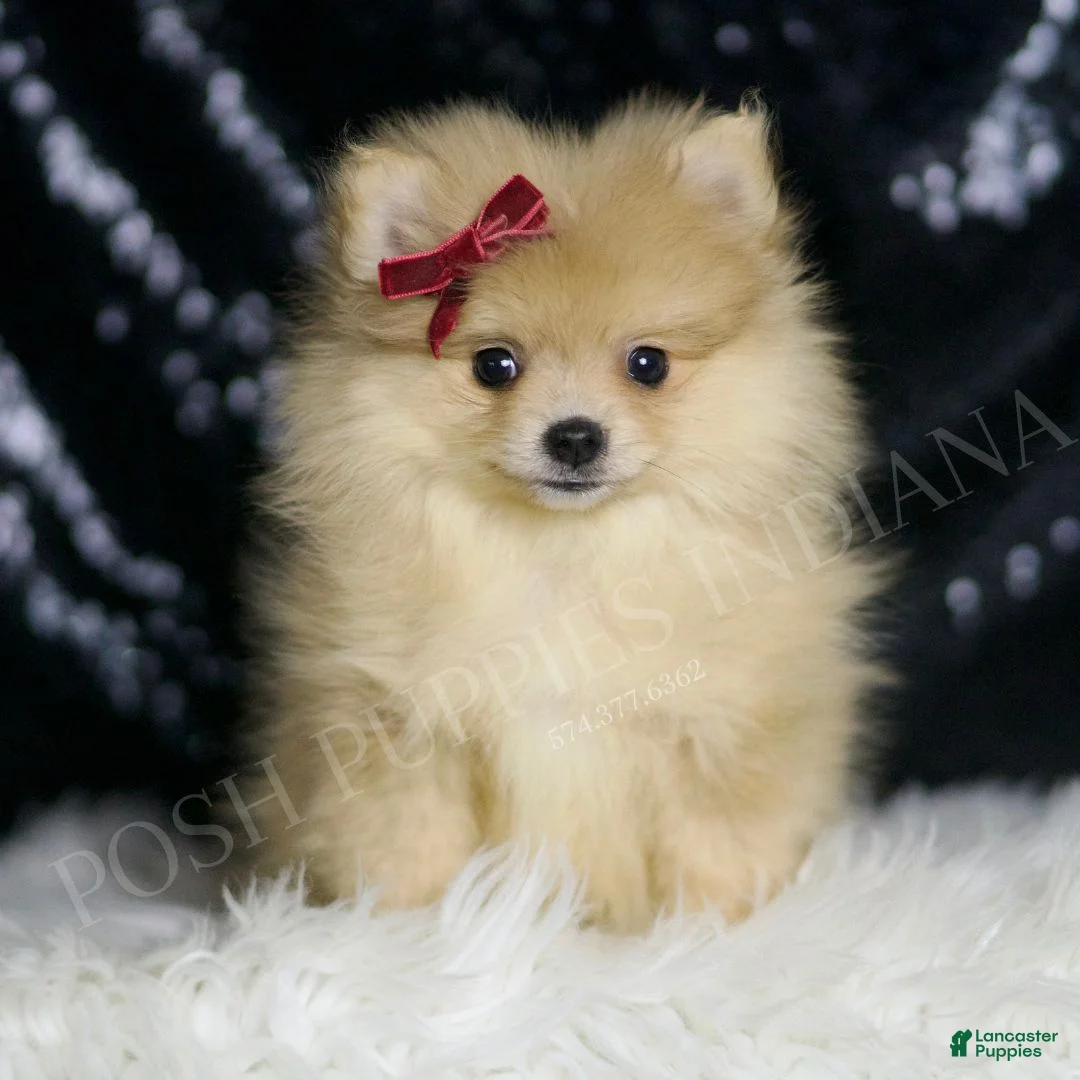 Pomeranian dogs for sale: Cremella - Ad 1