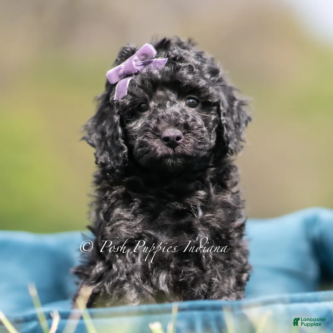 Maltipoo dogs for sale: Maisy - Ad 2