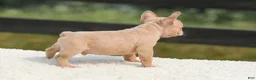French Bulldog dogs for sale: Iron - Ad 6
