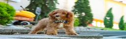 Cavapoo dogs for sale: Justin - Ad 4