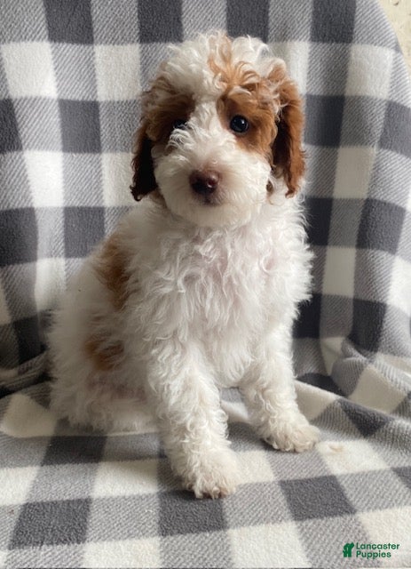Miniature Poodle dogs Bella - Ad 1