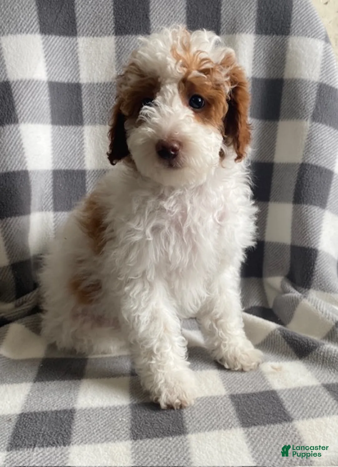 Miniature Poodle dogs for sale: Bella - Ad 1