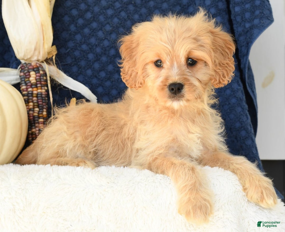 Cavapoo dogs for sale: Shelly - Ad 3