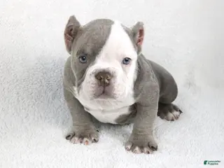 American Bully dogs Lilac/White Male - Ad 16